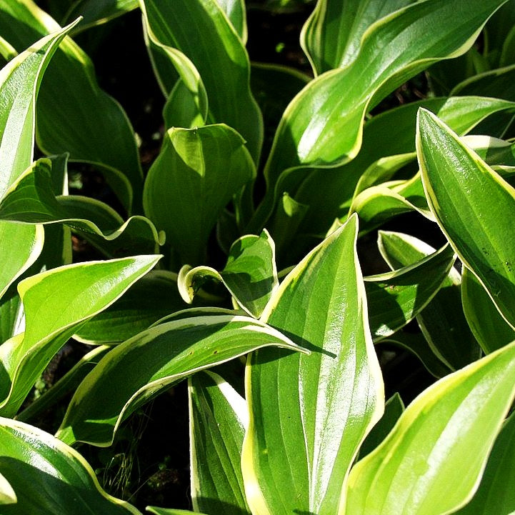Gelbrand-Funkie 'Pilgrim' (Hosta x cult.)