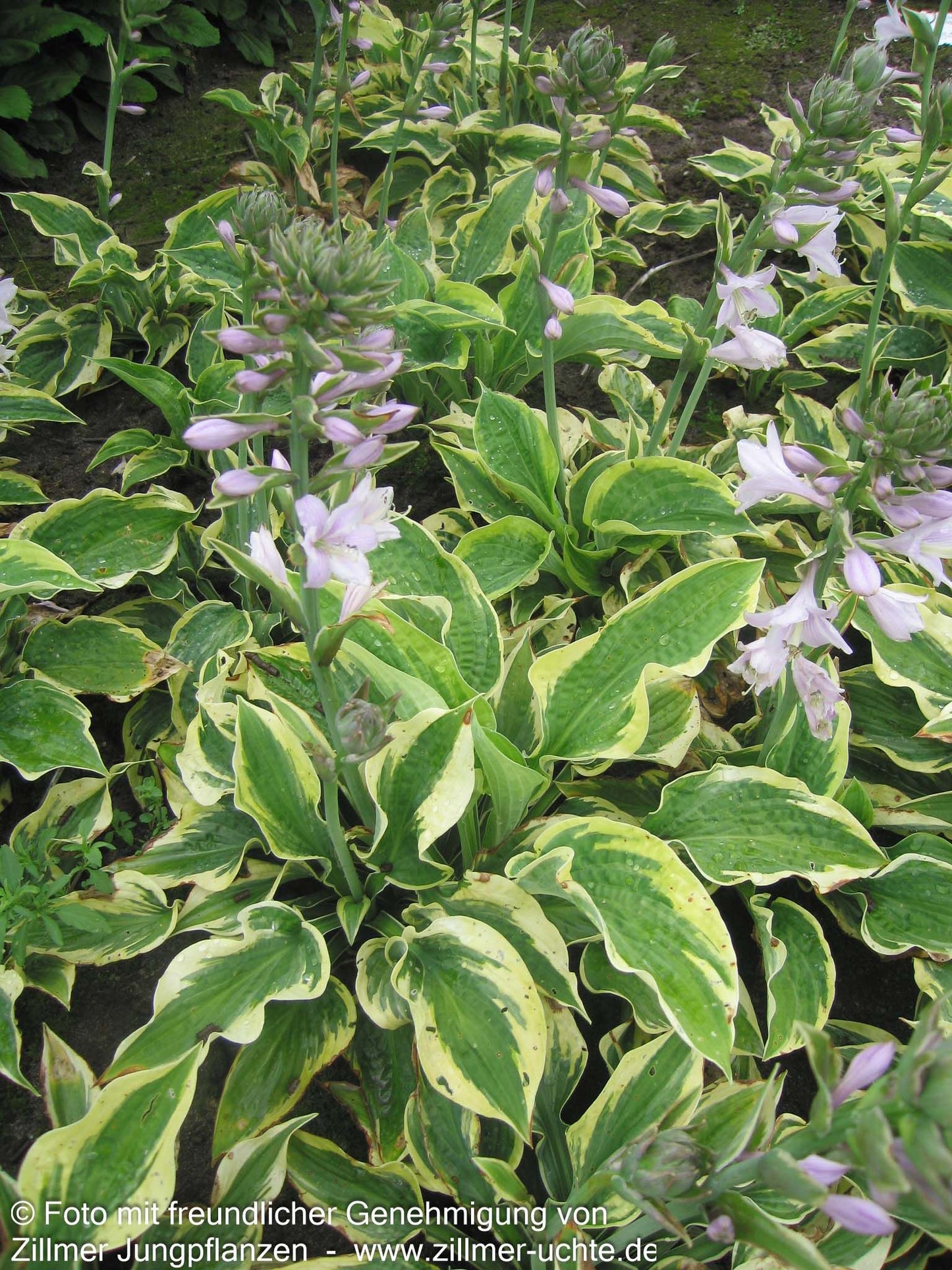 Gelbrandige Funkie 'Wide Brim' (Hosta sieboldiana)