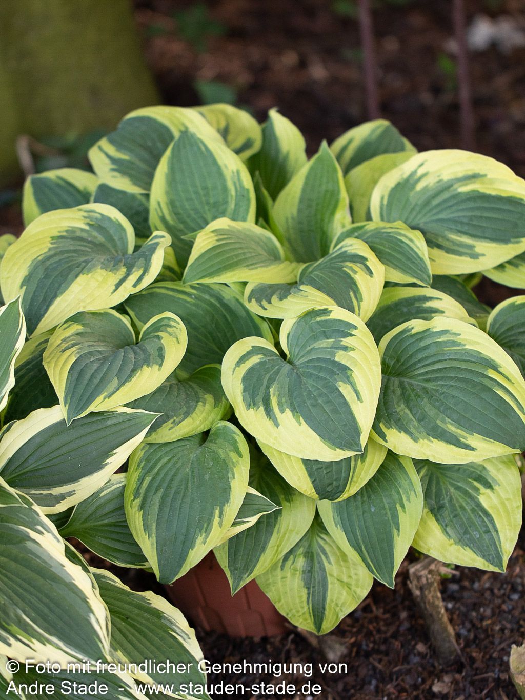 Gelbrandige Funkie 'Wide Brim' (Hosta sieboldiana)