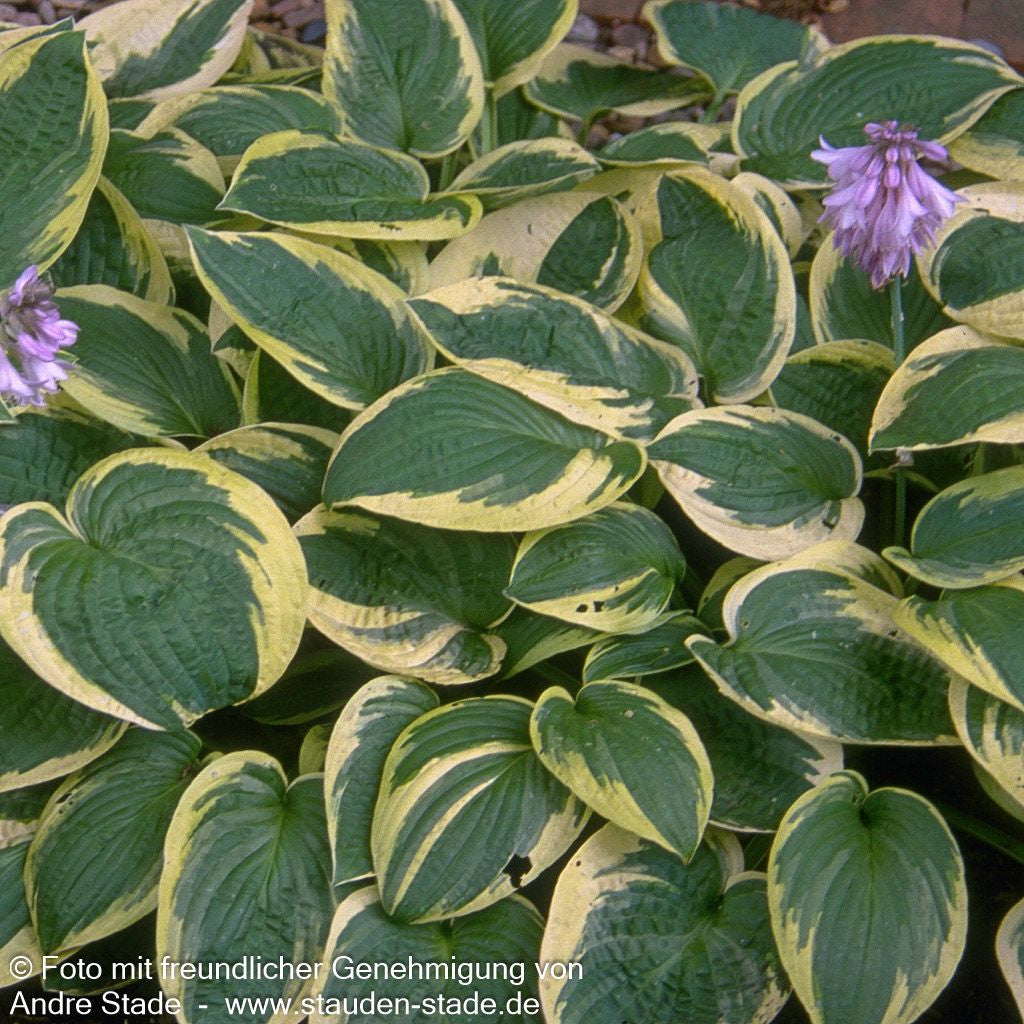 Gelbrandige Funkie 'Wide Brim' (Hosta sieboldiana)