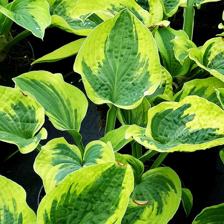 Gelbrandige Funkie 'Wide Brim' (Hosta sieboldiana)