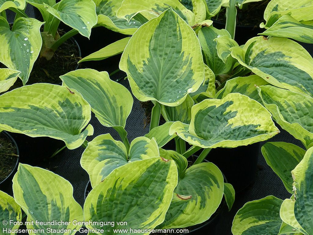 Gelbrandige Funkie 'Wide Brim' (Hosta sieboldiana)