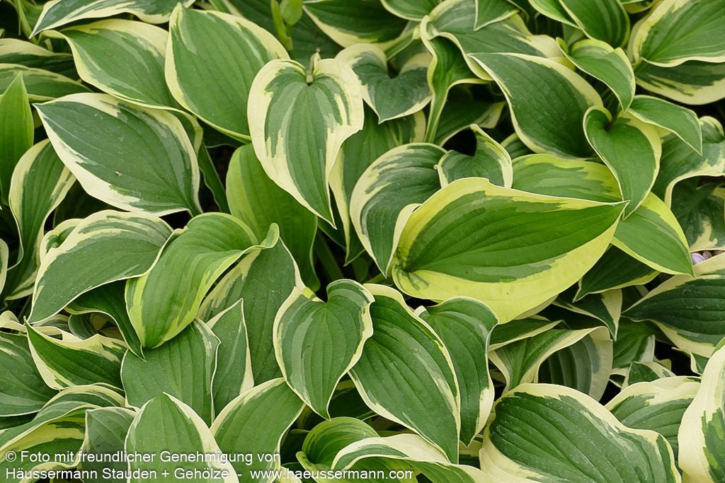 Gelbrandige Funkie 'Wide Brim' (Hosta sieboldiana)