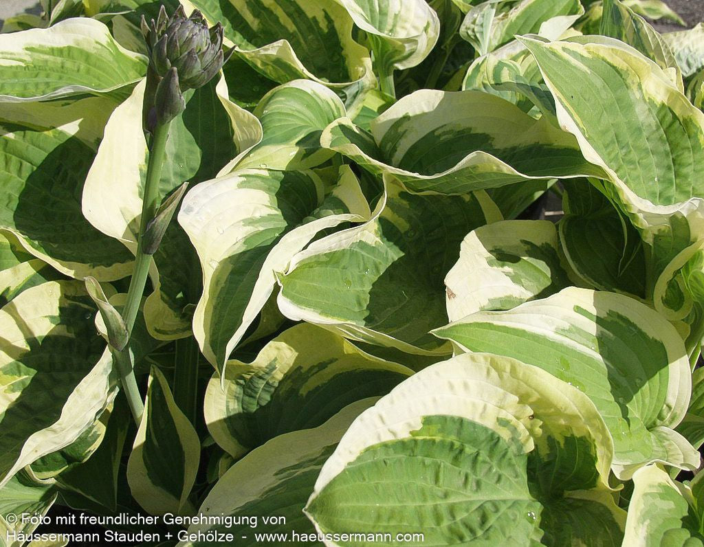 Gelbrandige Funkie 'Wide Brim' (Hosta sieboldiana)