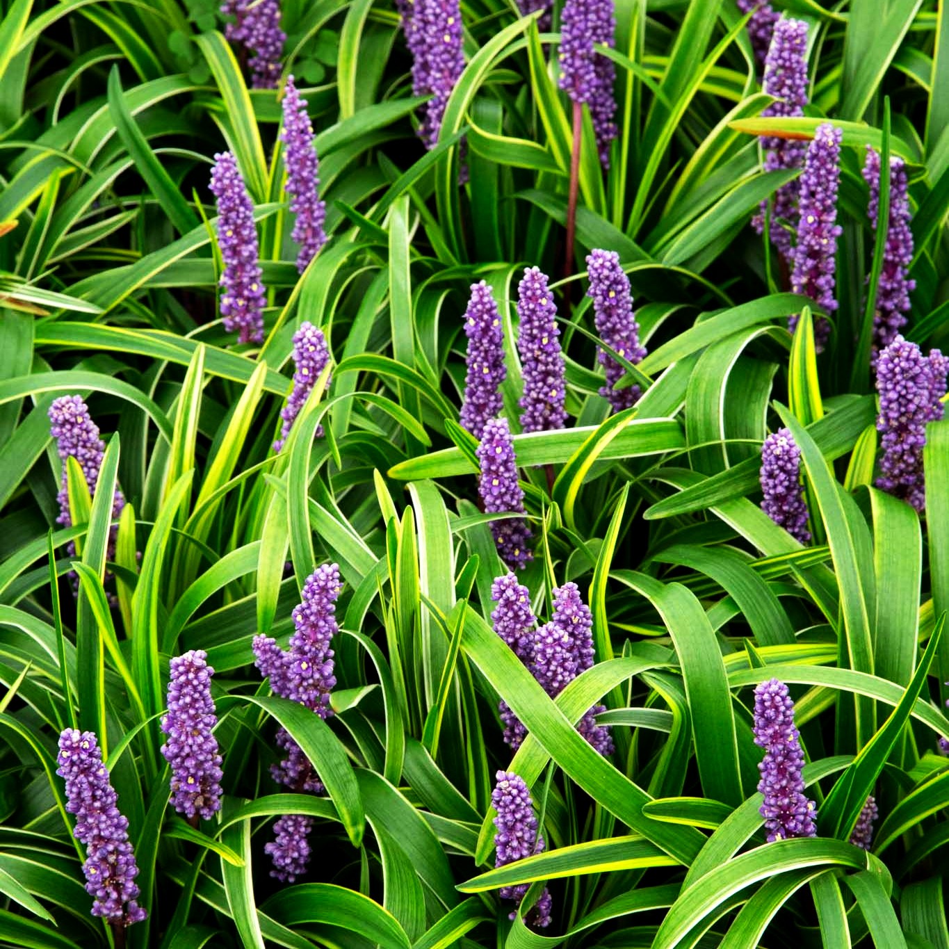 Gelbrandige Glöckchentraube 'Gold Banded' (Liriope muscari)