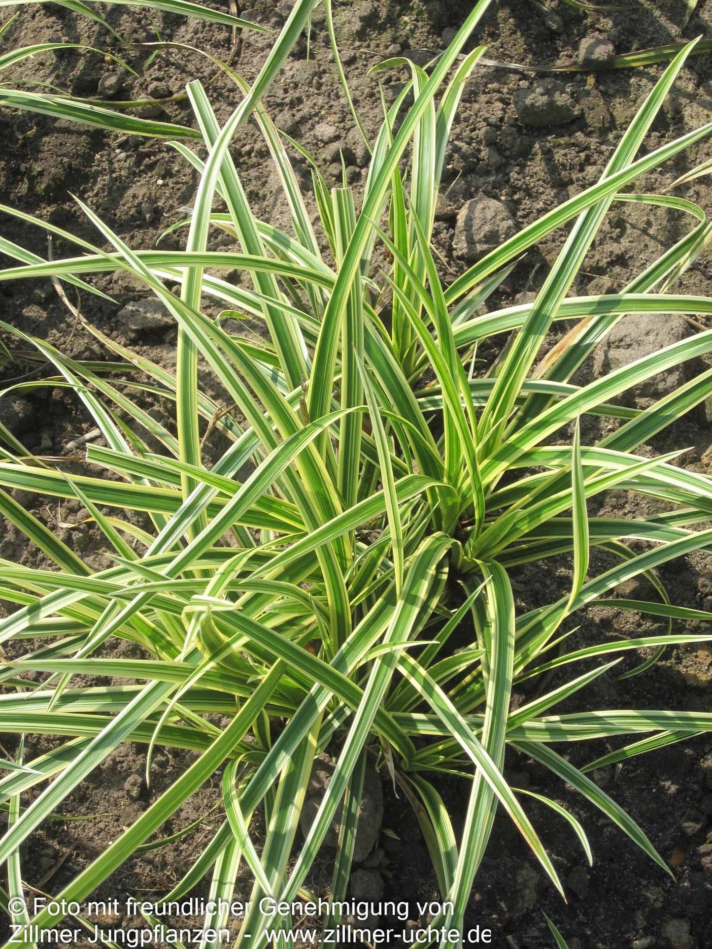Gelbrandige Teppich-Segge 'Vanilla Ice' (Carex foliosissima)