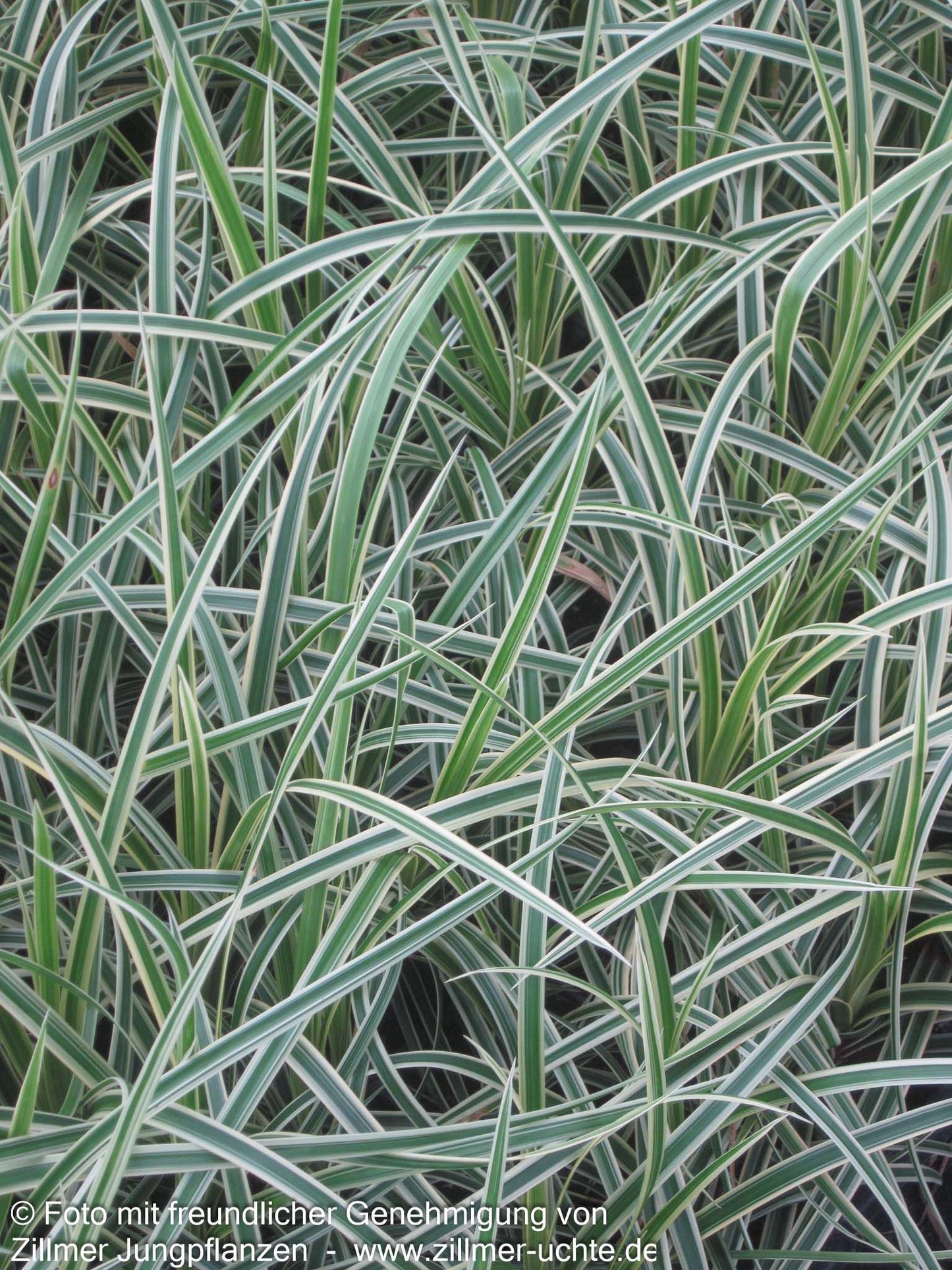 Gelbrandige Teppich-Segge 'Vanilla Ice' (Carex foliosissima)