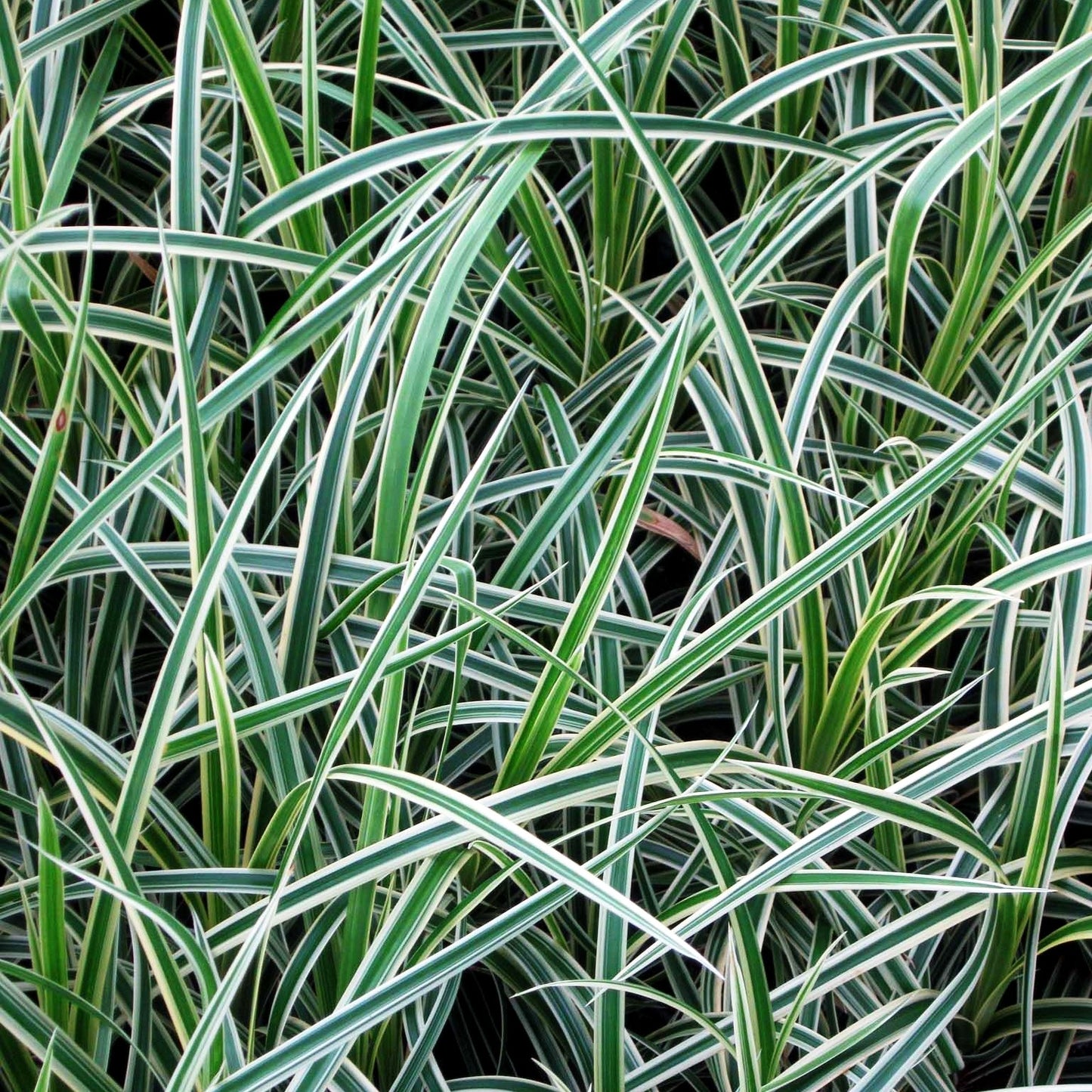 Gelbrandige Teppich-Segge 'Vanilla Ice' (Carex foliosissima)