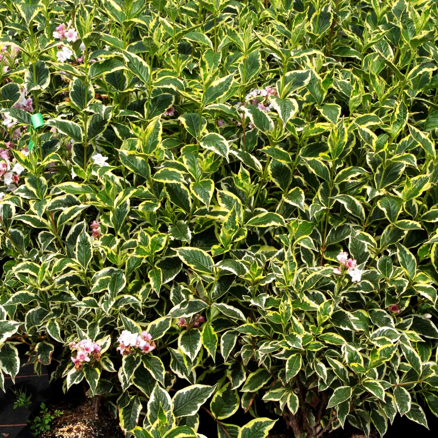Gelbrandige Weigelie 'Nana Variegata' (Weigela florida)