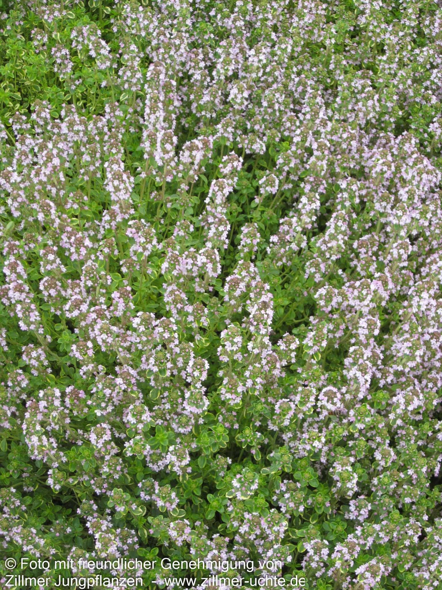 Gelbrandiger Zitronen-Thymian 'Golden King' (Thymus x citriodorus)