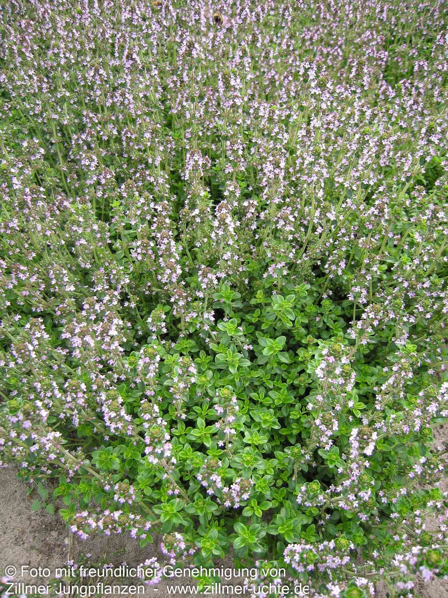Gelbrandiger Zitronen-Thymian 'Golden King' (Thymus x citriodorus)