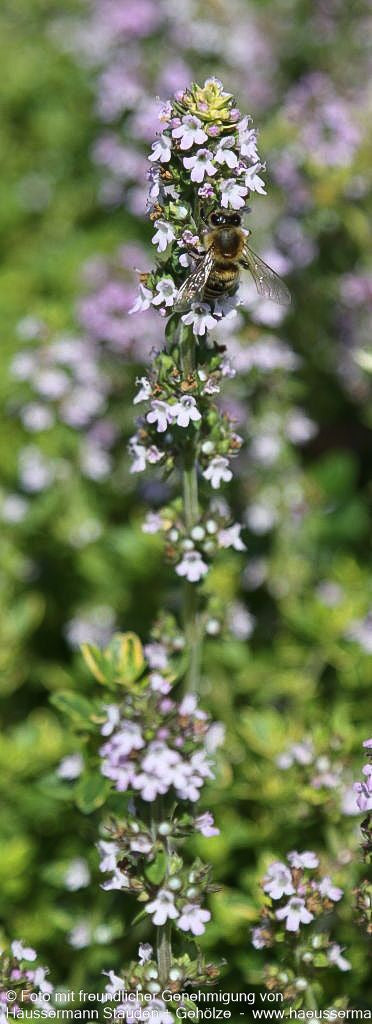 Gelbrandiger Zitronen-Thymian 'Golden King' (Thymus x citriodorus)