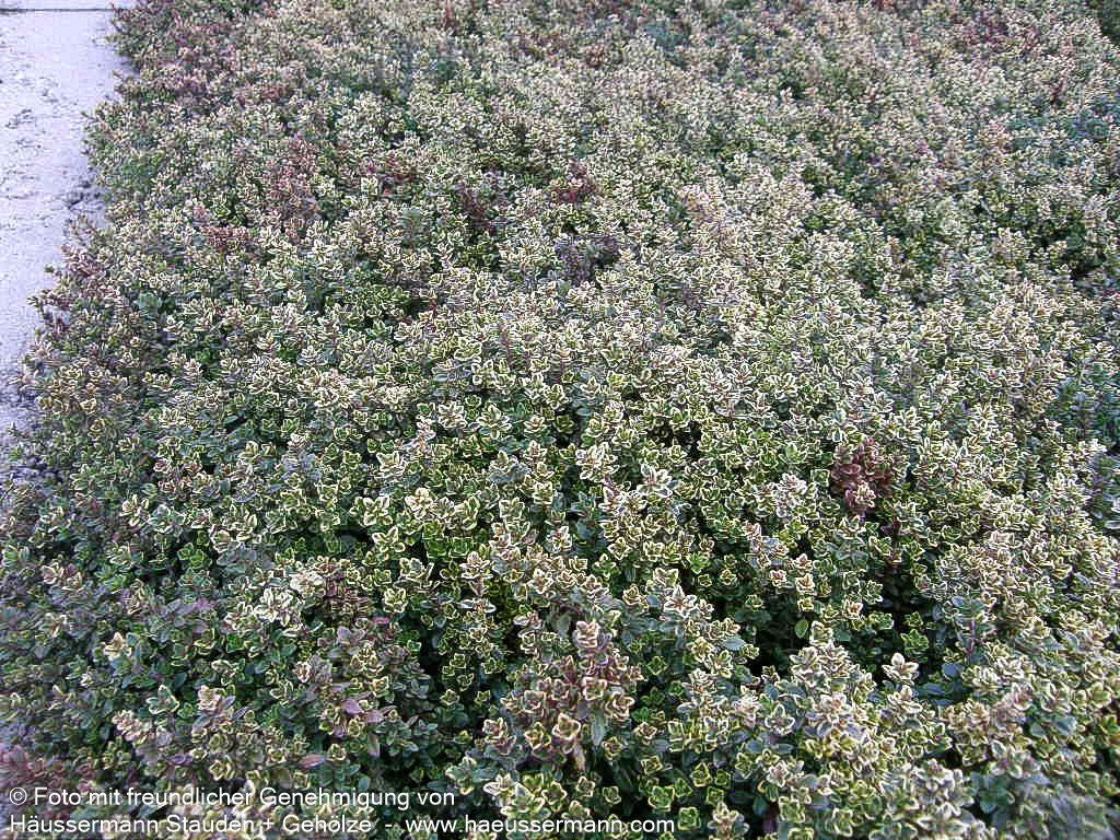 Gelbrandiger Zitronen-Thymian 'Golden King' (Thymus x citriodorus)