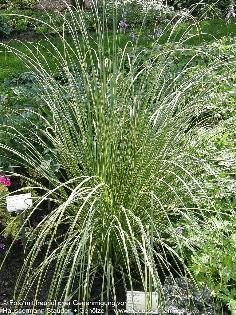 Gelbrandiges Pampasgras 'Aureolineata' (Cortaderia selloana)