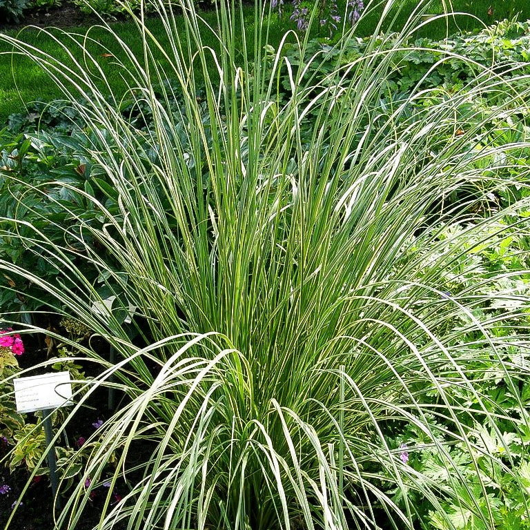 Gelbrandiges Pampasgras 'Aureolineata' (Cortaderia selloana)