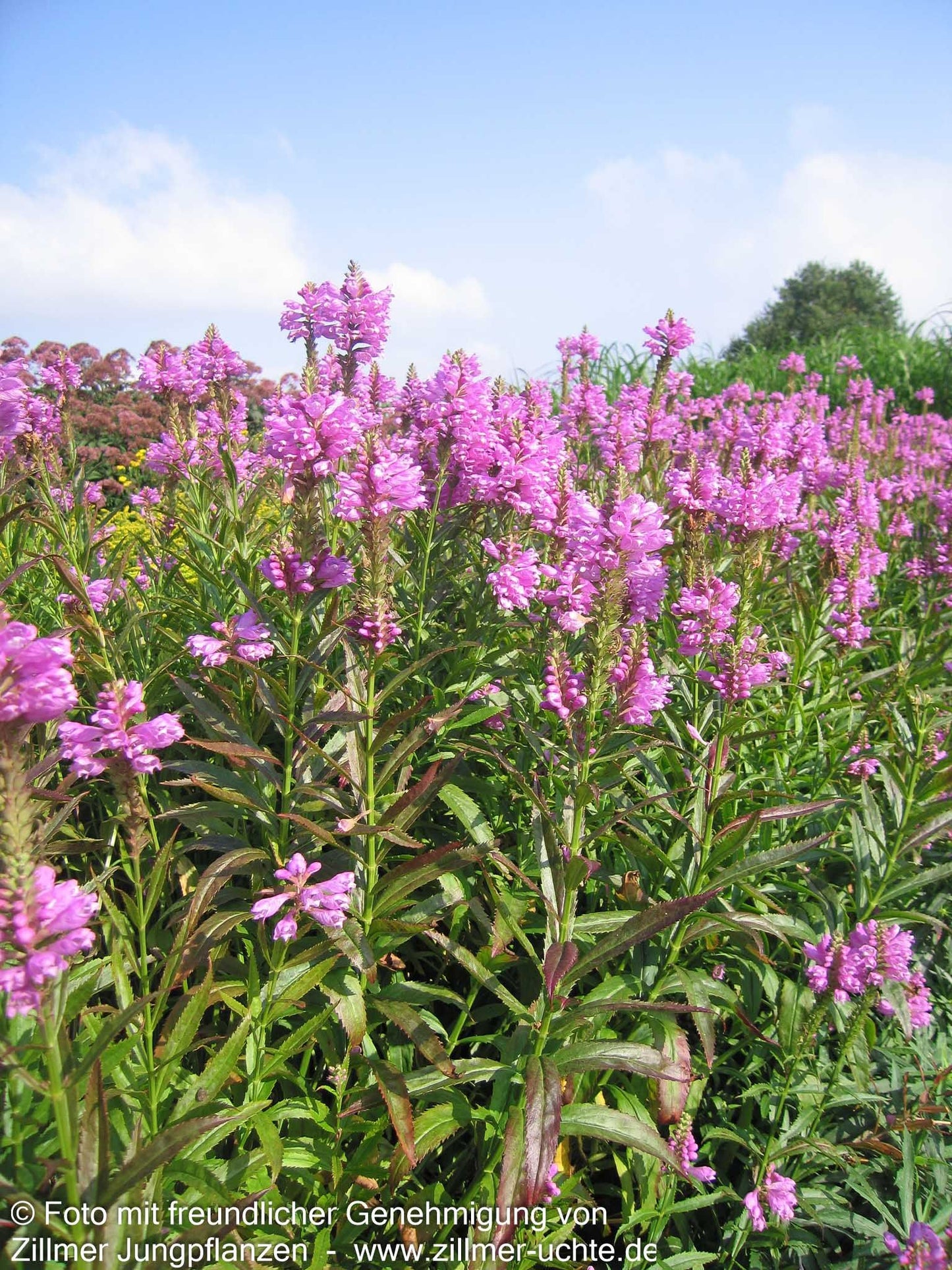 Gelenkblume 'Bouquet Rose' (Physostegia virginiana)