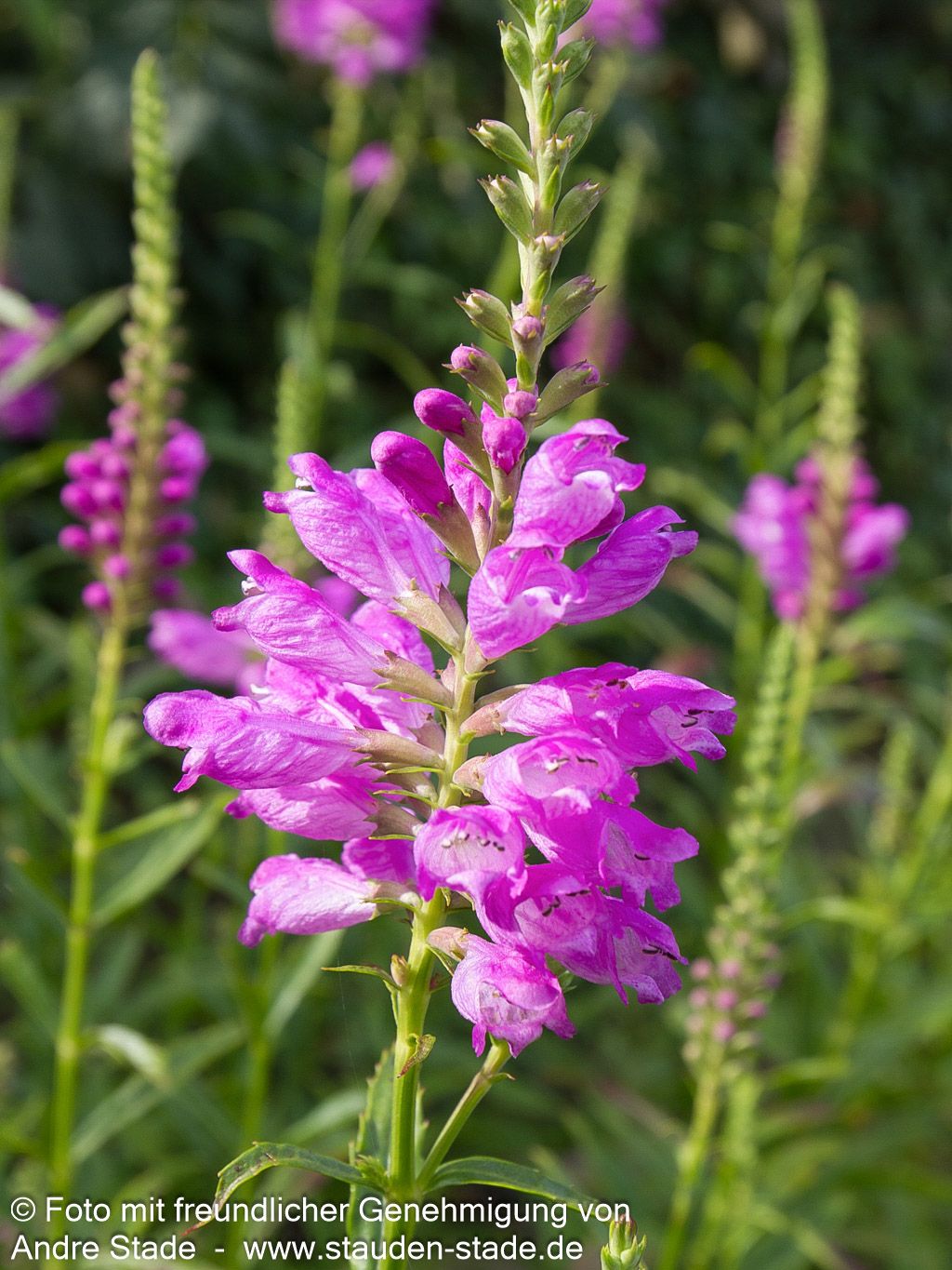 Gelenkblume 'Bouquet Rose' (Physostegia virginiana)
