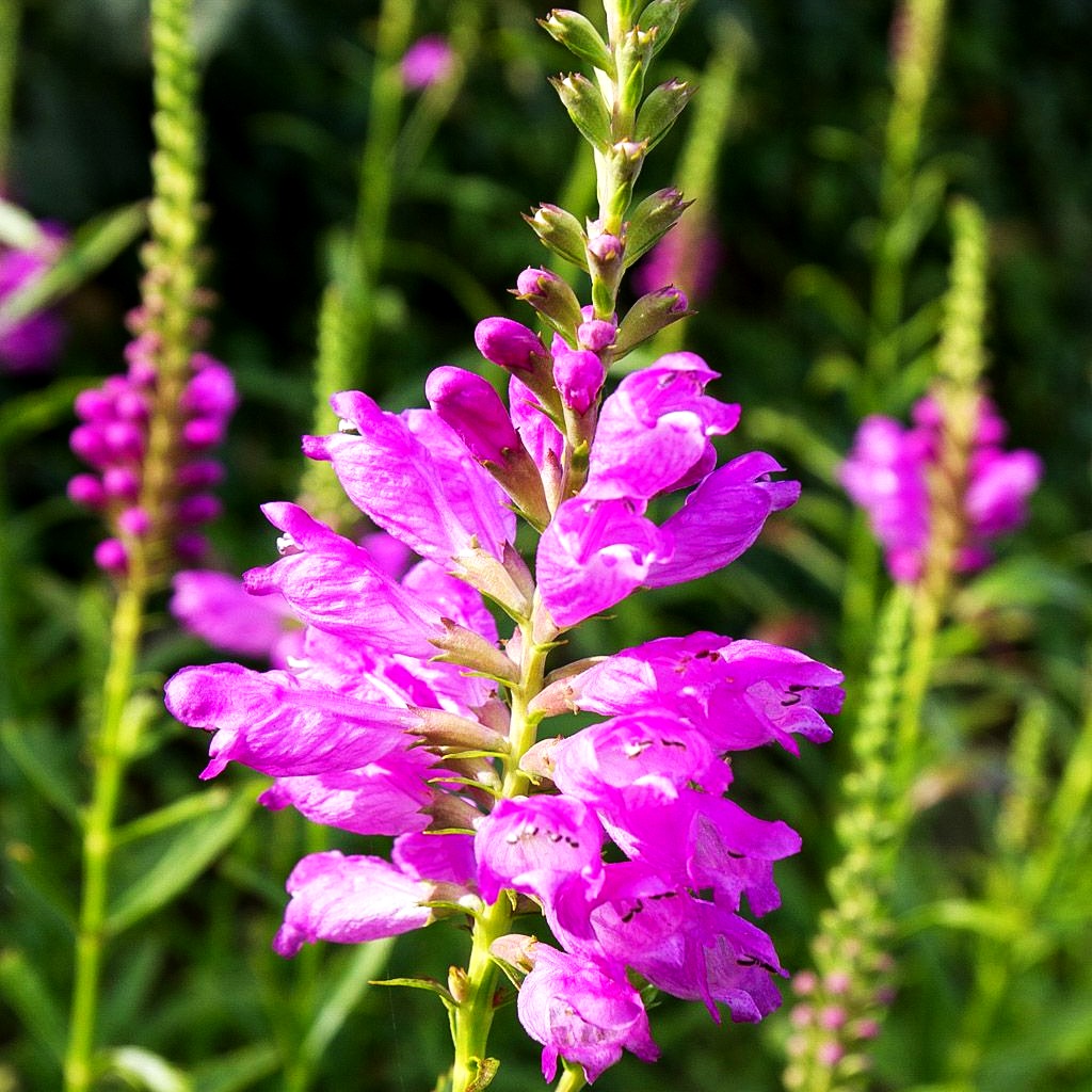 Gelenkblume 'Bouquet Rose' (Physostegia virginiana)