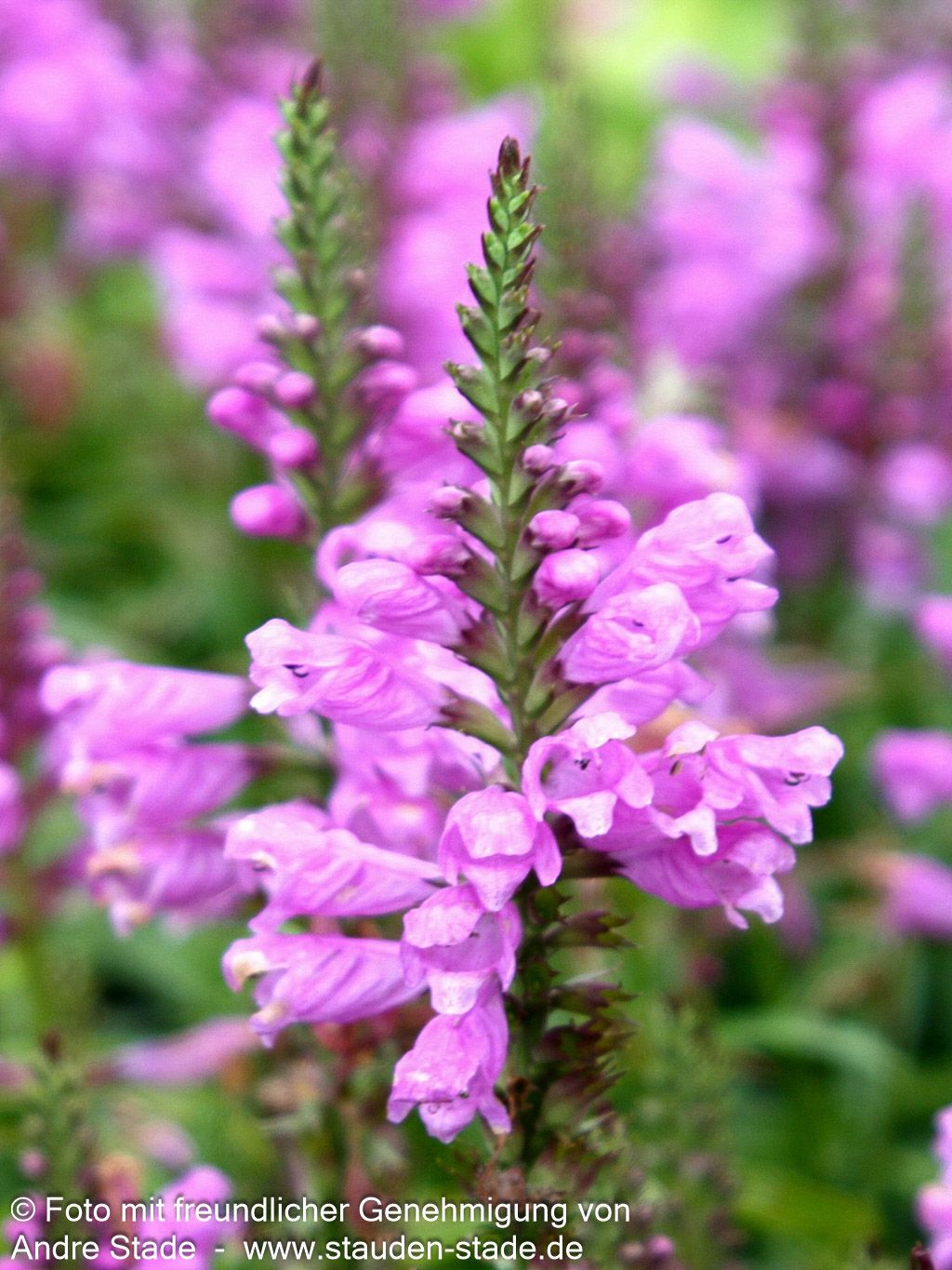 Gelenkblume 'Vivid' (Physostegia virginiana)