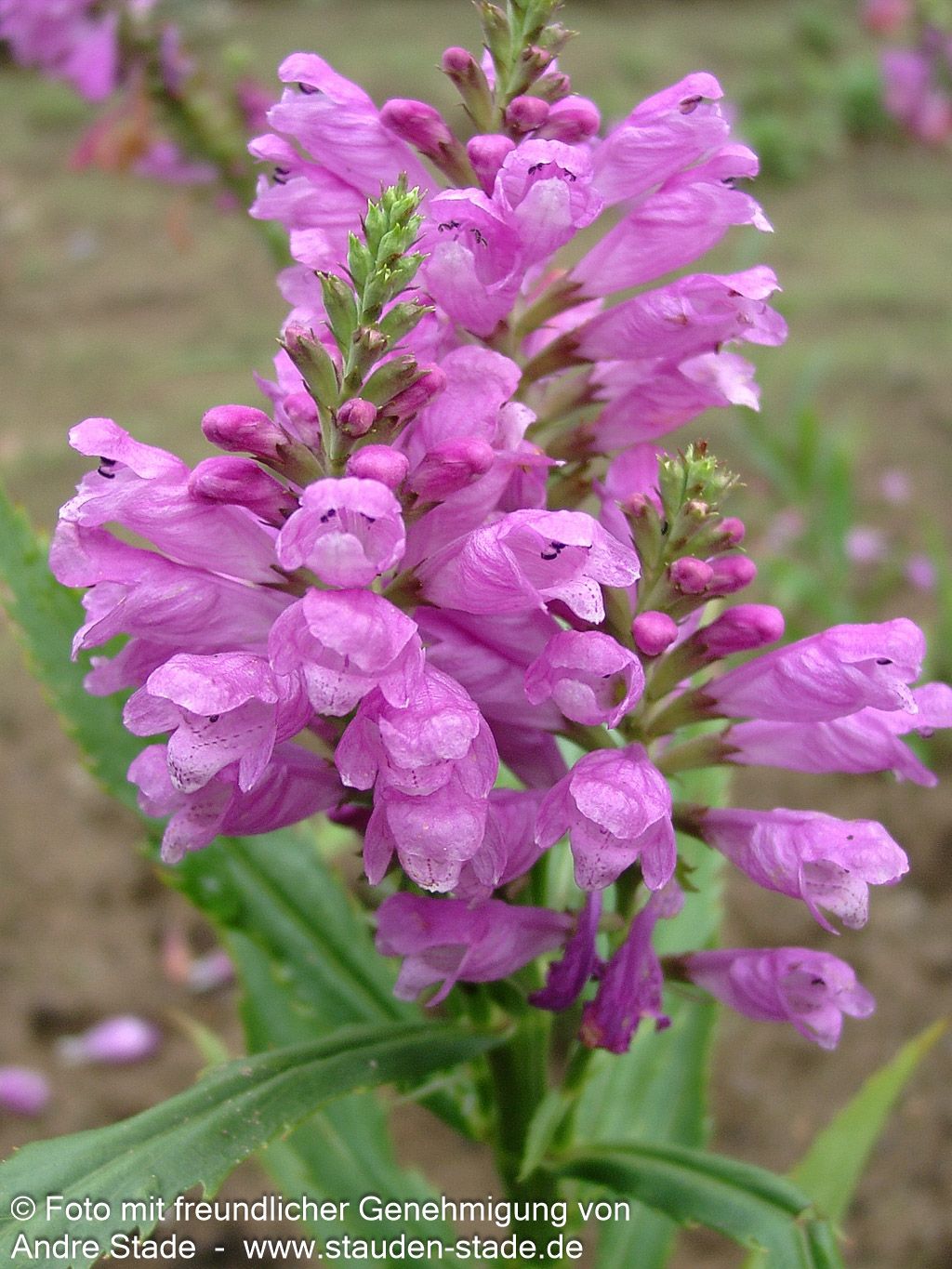Gelenkblume 'Vivid' (Physostegia virginiana)