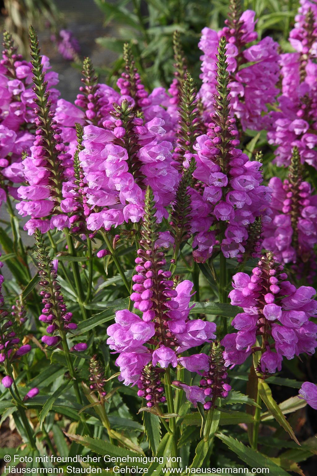 Gelenkblume 'Vivid' (Physostegia virginiana)