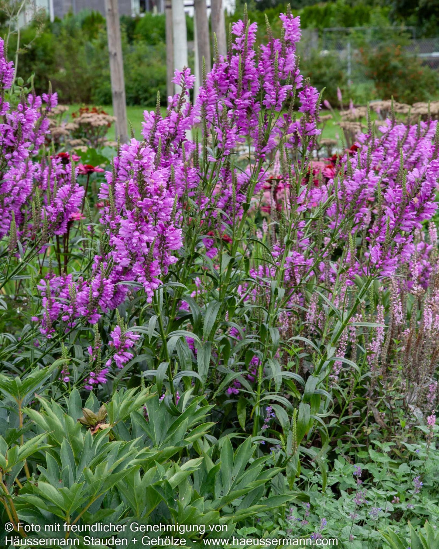 Gelenkblume 'Vivid' (Physostegia virginiana)