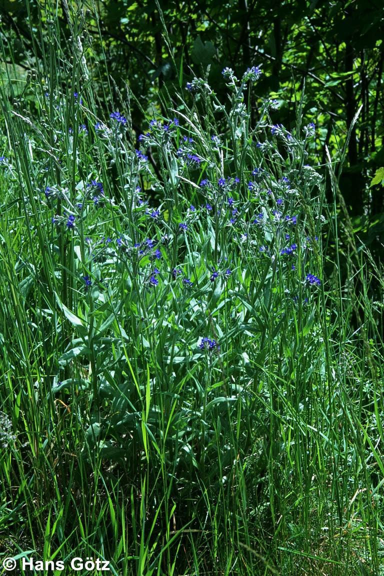 Gemeine Ochsenzunge (Anchusa officinalis)