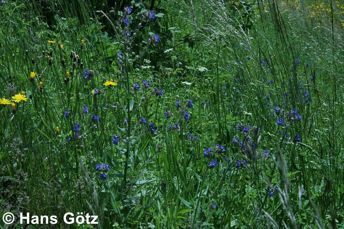 Gemeine Ochsenzunge (Anchusa officinalis)