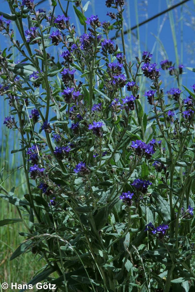Gemeine Ochsenzunge (Anchusa officinalis)