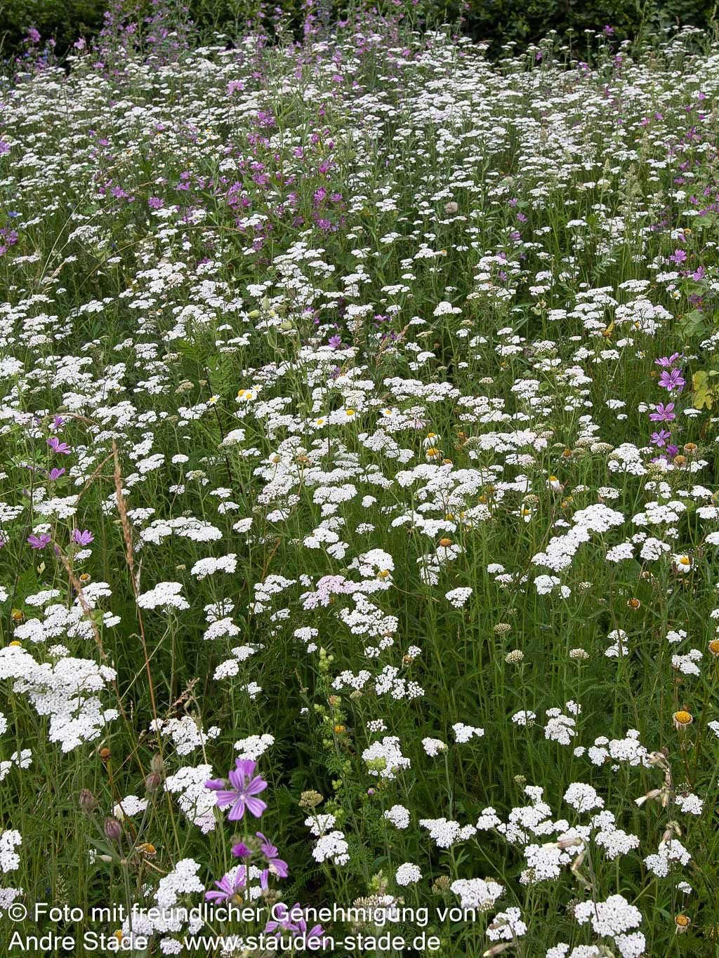 Gemeine Schafgarbe (Achillea millefolium)