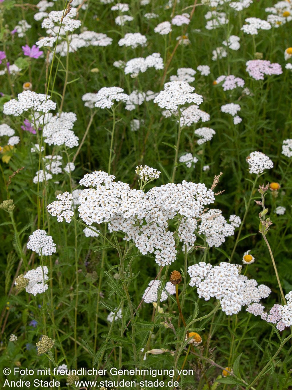Gemeine Schafgarbe (Achillea millefolium)