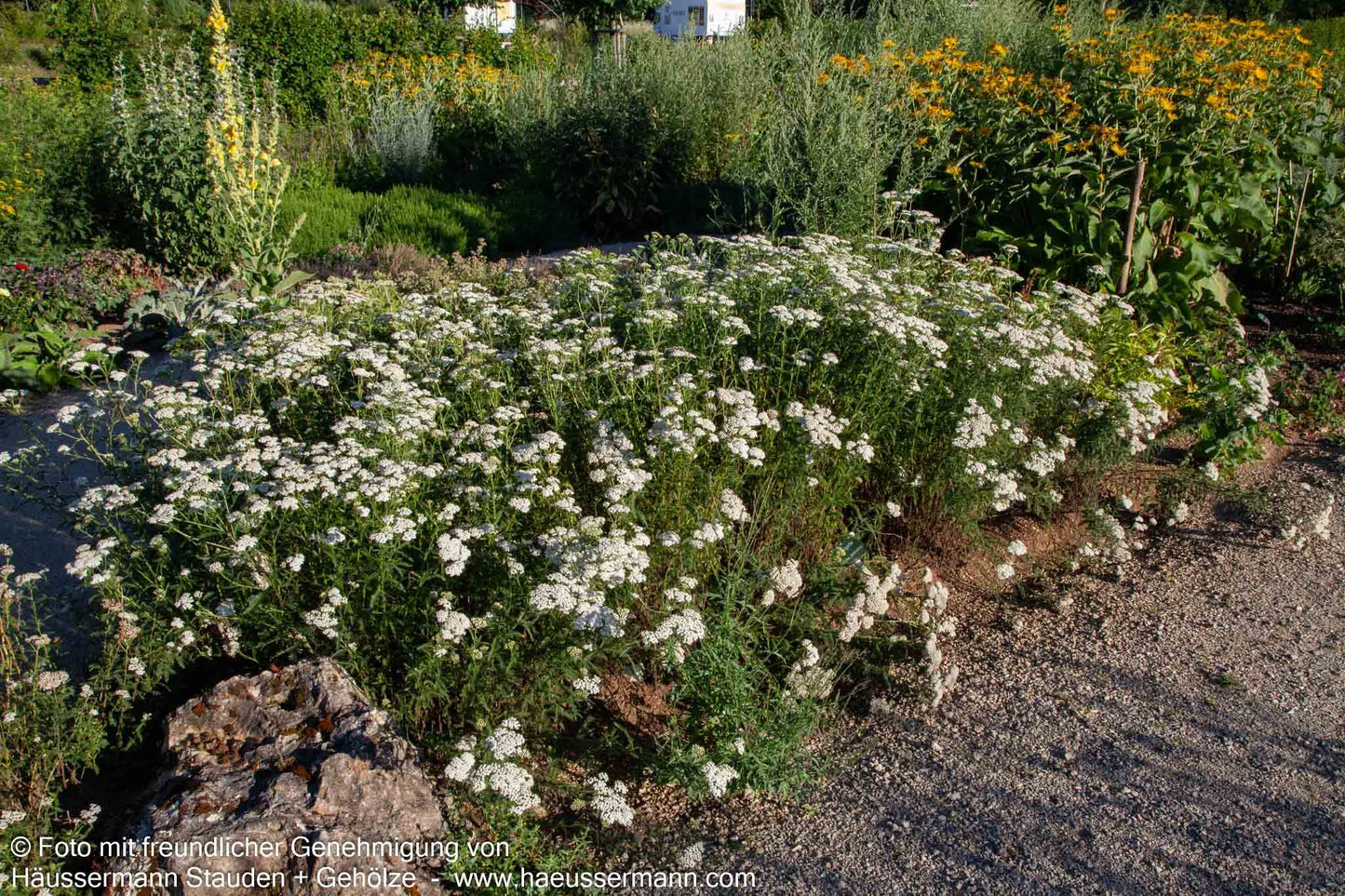 Gemeine Schafgarbe (Achillea millefolium)
