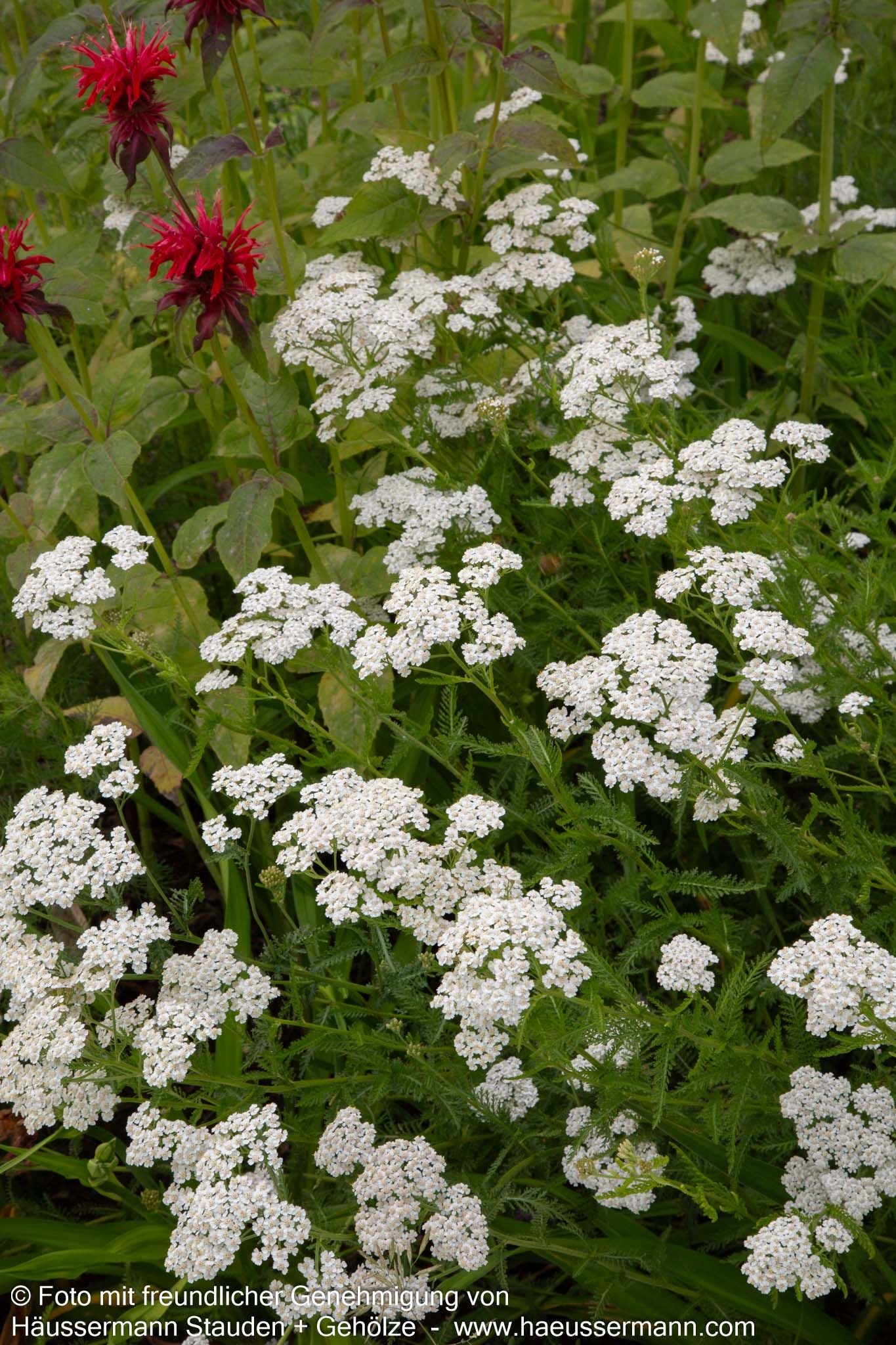 Gemeine Schafgarbe (Achillea millefolium)