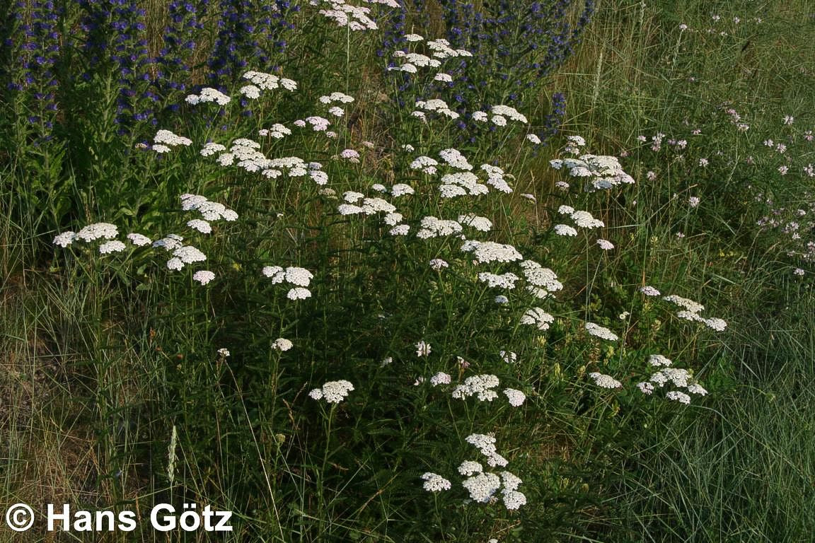 Gemeine Schafgarbe (Achillea millefolium)