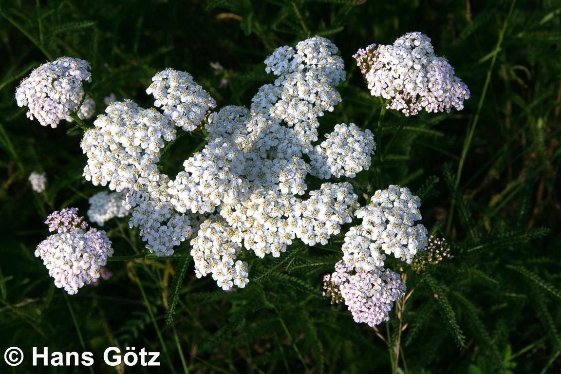 Gemeine Schafgarbe (Achillea millefolium)