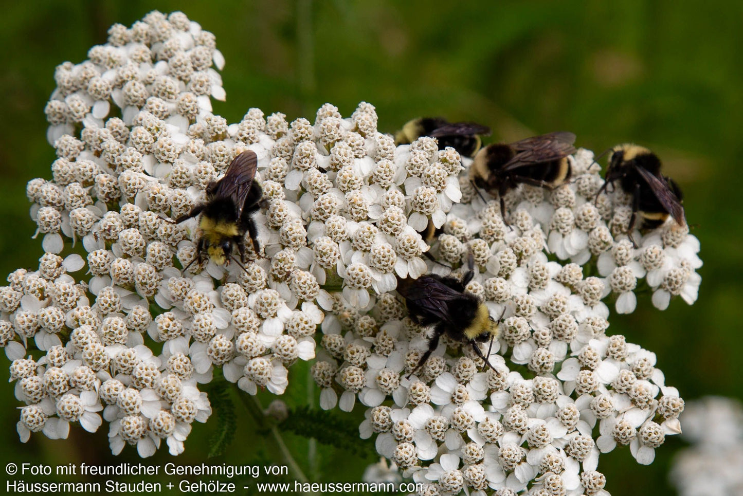 Gemeine Schafgarbe (Achillea millefolium)