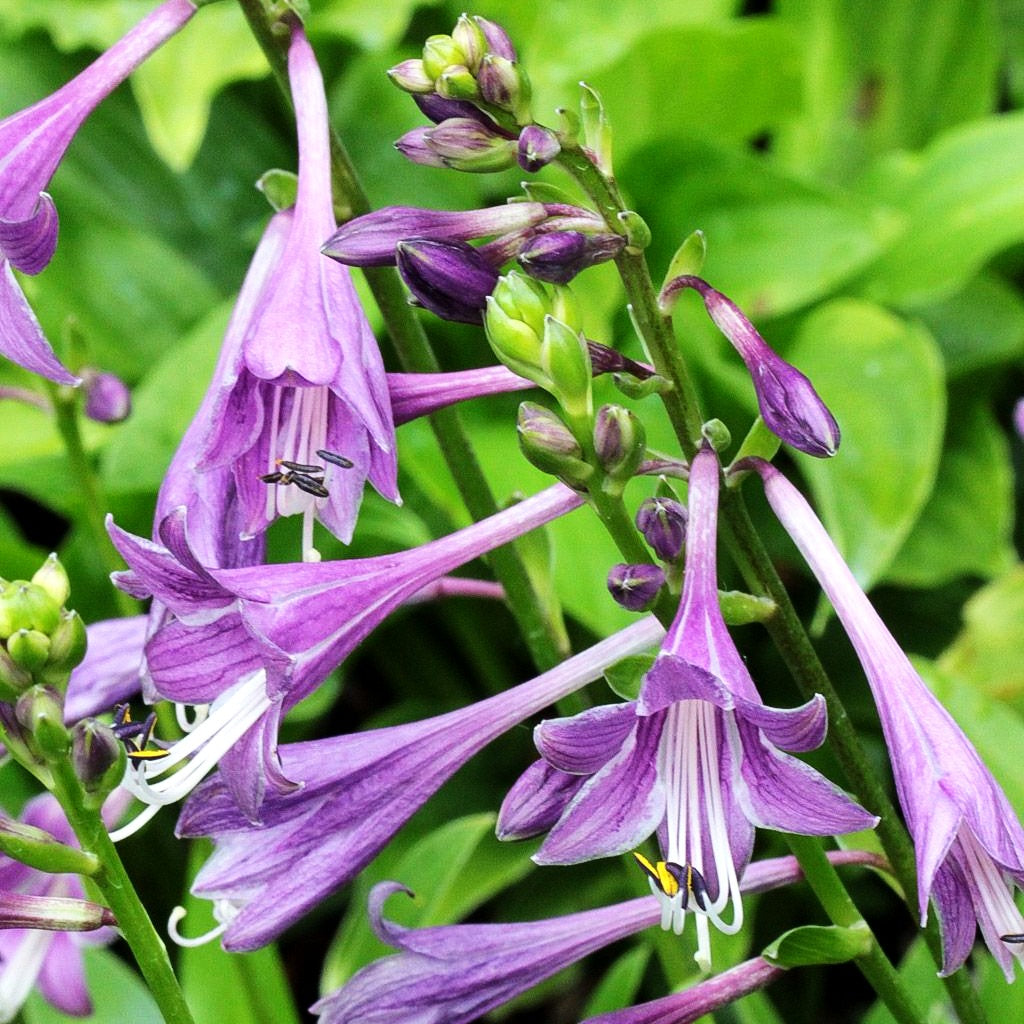 Geöffnetblühende Korea-Funkie (Hosta clausa var.normalis)
