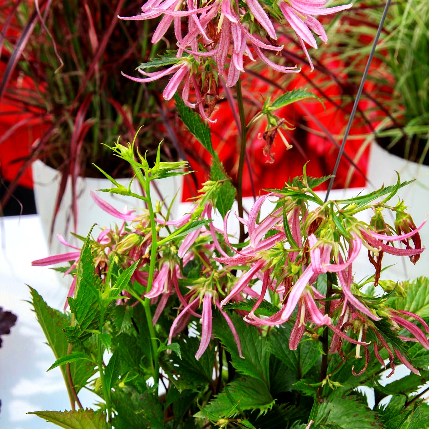Gepunktete Glockenblume 'Pink Octopus' (Campanula punctata)