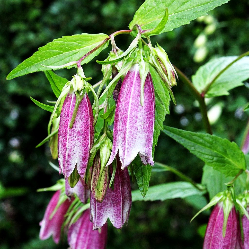 Gepunktete Glockenblume 'Rubriflora' (Campanula punctata)
