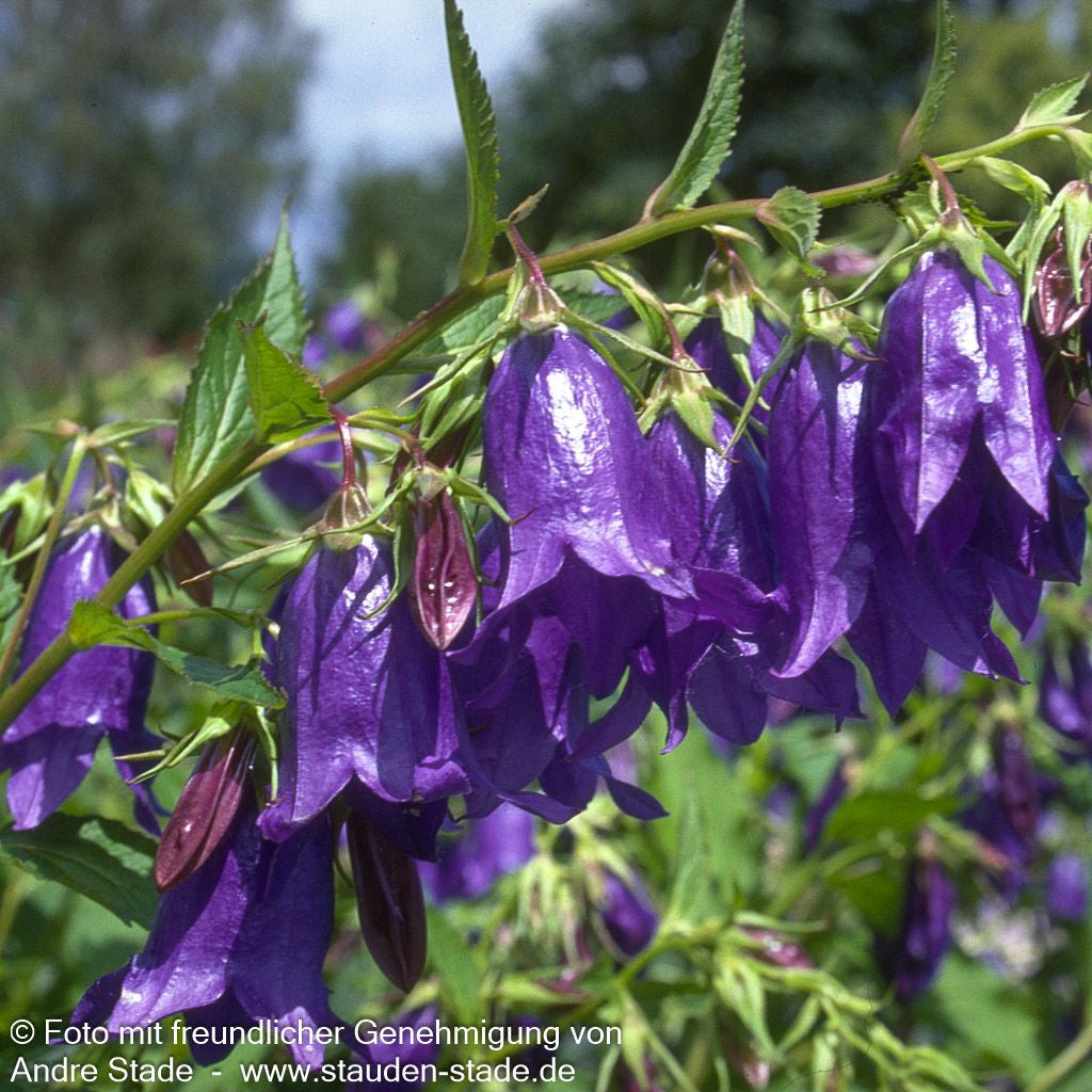 Gepunktete Glockenblume 'Sarastro' (Campanula punctata)
