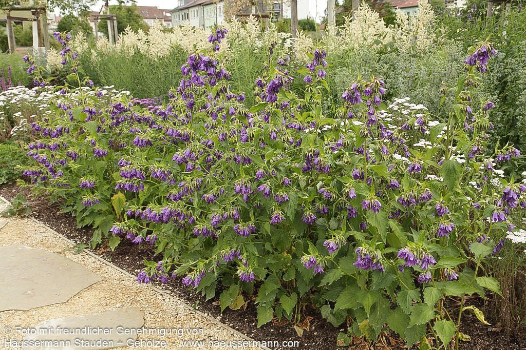 Gepunktete Glockenblume 'Sarastro' (Campanula punctata)
