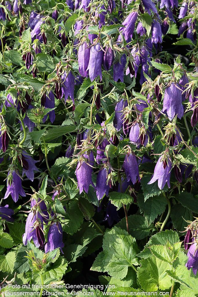 Gepunktete Glockenblume 'Sarastro' (Campanula punctata)