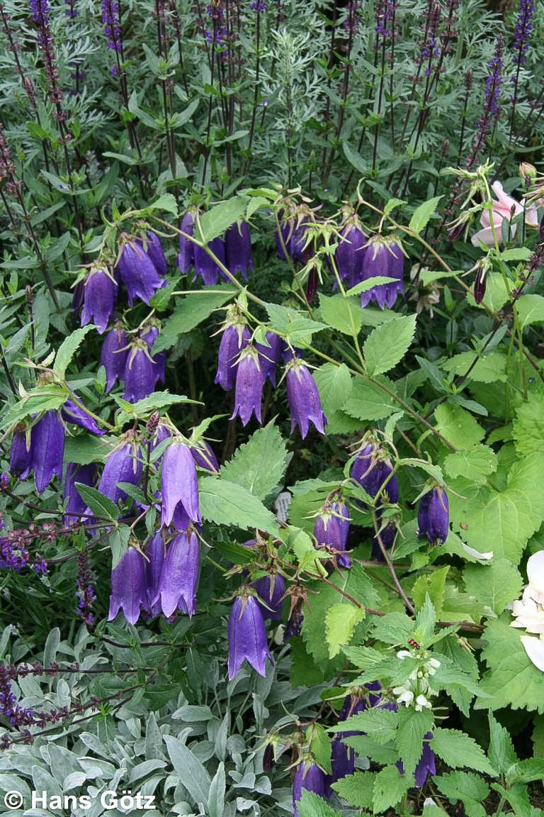 Gepunktete Glockenblume 'Sarastro' (Campanula punctata)