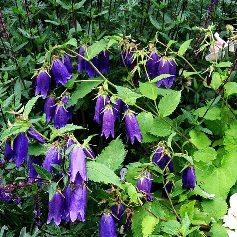 Gepunktete Glockenblume 'Sarastro' (Campanula punctata)