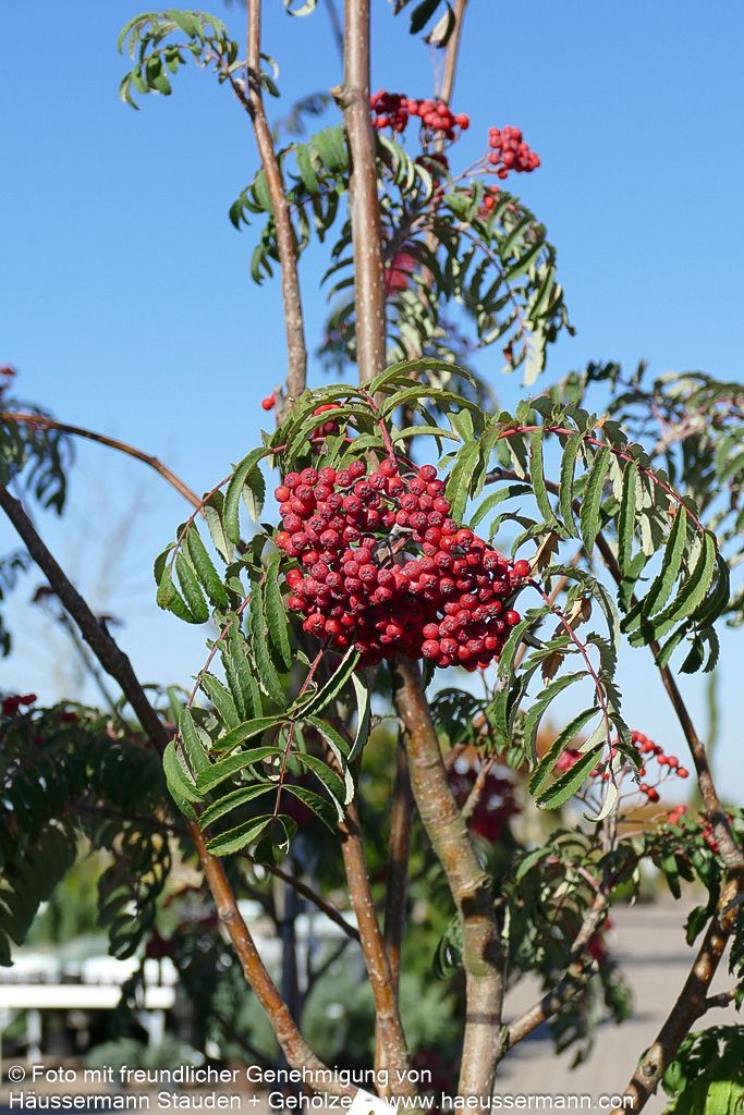Geschlitztblättrige Eberesche 'Chinese Lace' (Sorbus aucuparia)