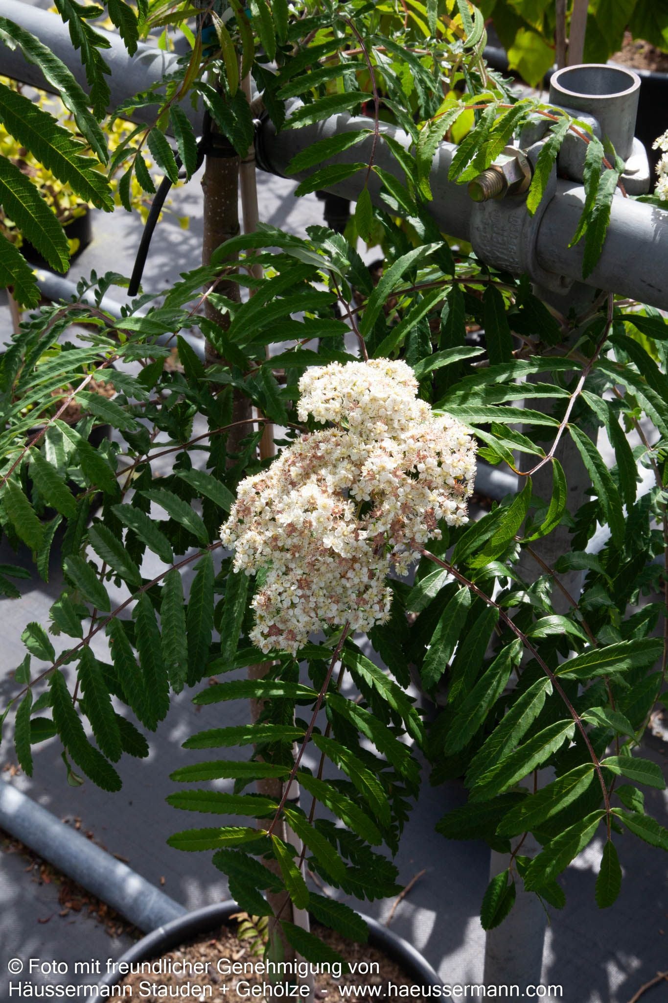 Geschlitztblättrige Eberesche 'Chinese Lace' (Sorbus aucuparia)