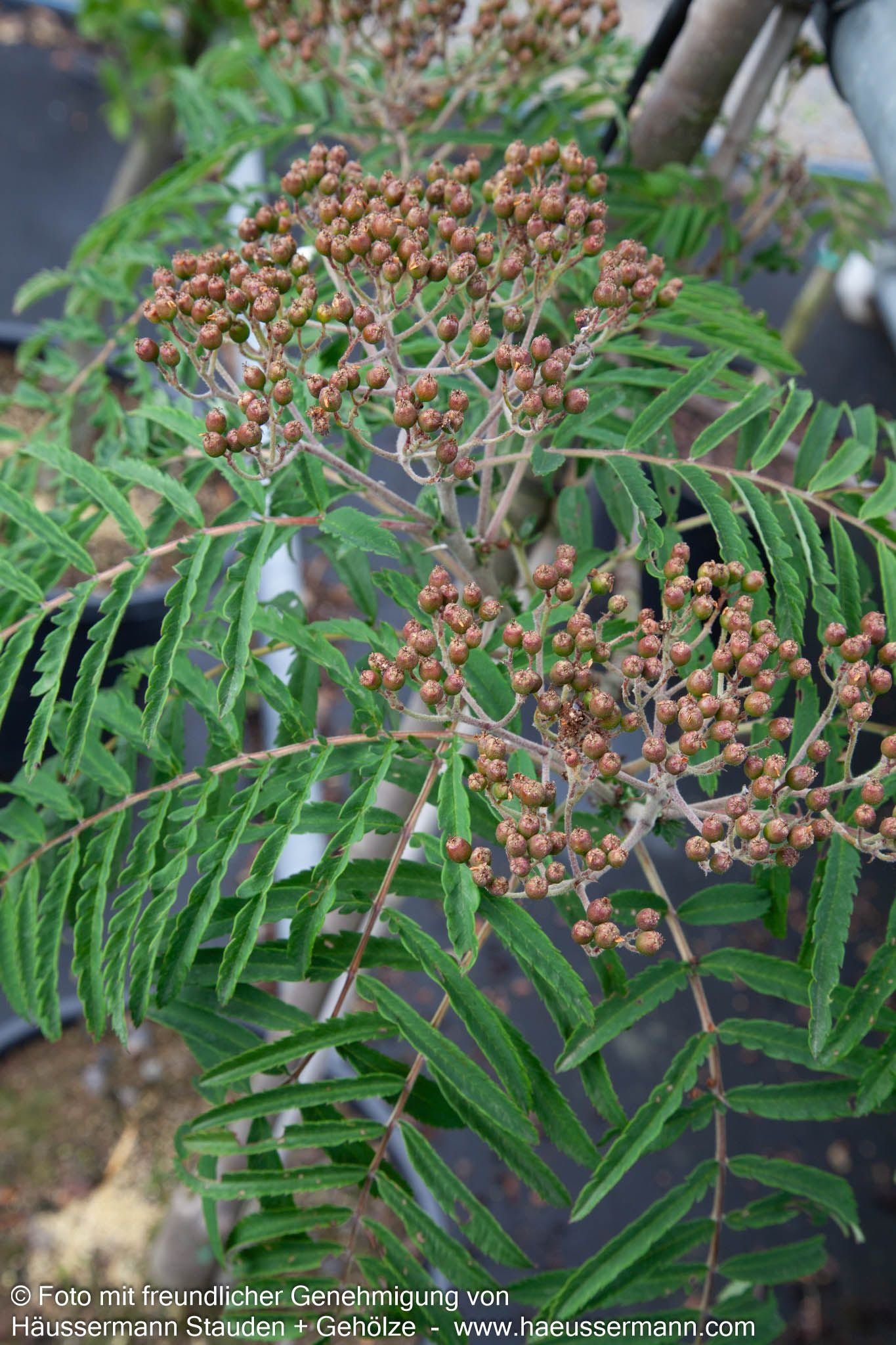 Geschlitztblättrige Eberesche 'Chinese Lace' (Sorbus aucuparia)