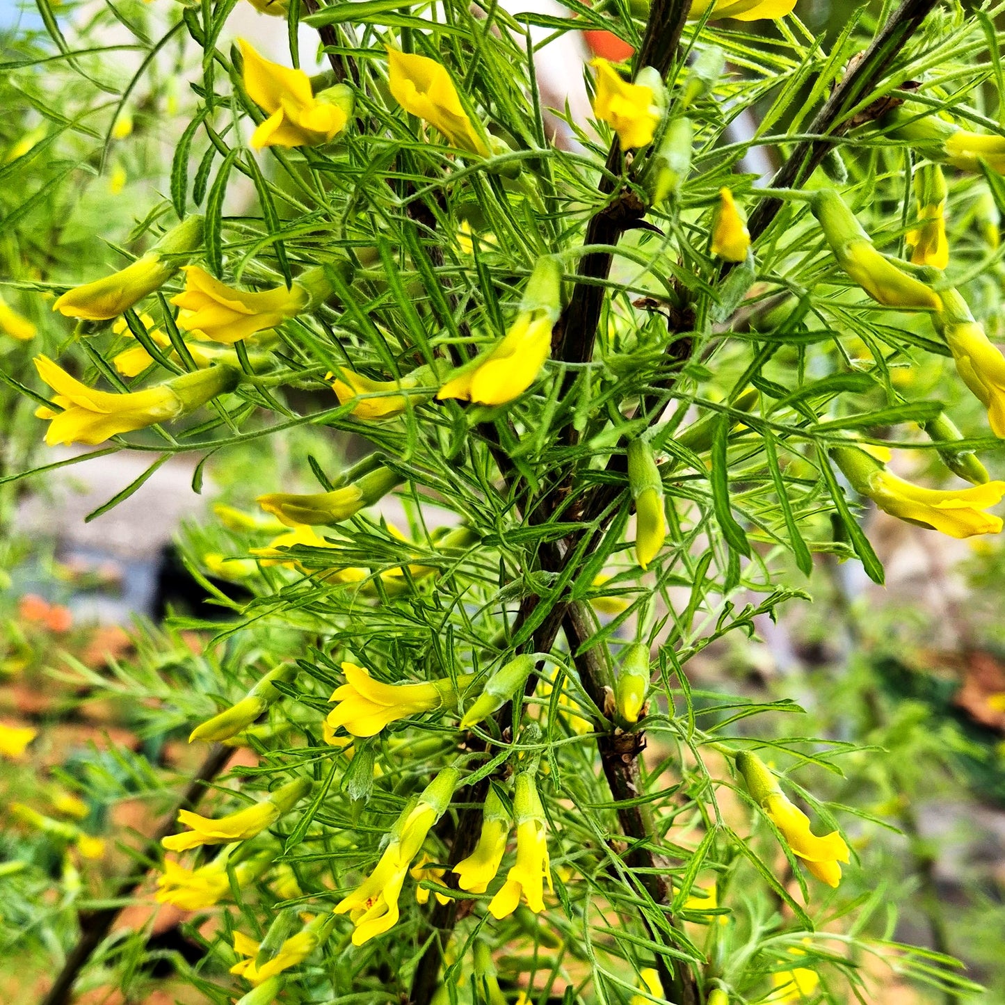 Geschlitztblättriger Erbsenstrauch 'Lorbergii' (Caragana arborescens)