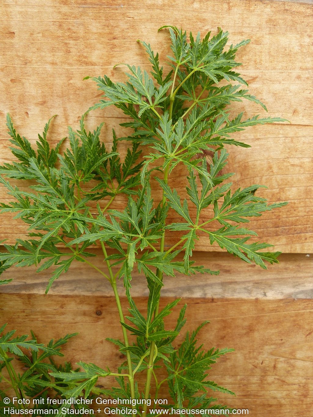 Geschlitztblättriger Fächer-Ahorn 'Seiryu' (Acer palmatum)