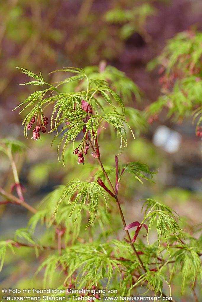 Geschlitztblättriger Fächer-Ahorn 'Seiryu' (Acer palmatum)